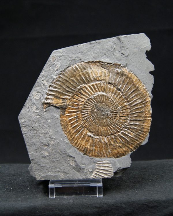Ammonites Dactylioceras