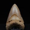 Fósil de Megalodon