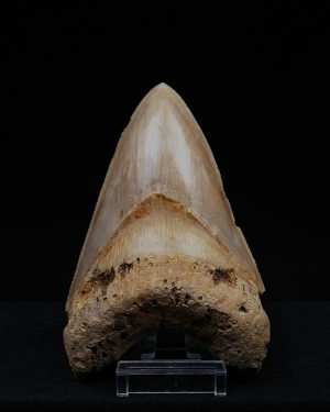 Fósil de Megalodon