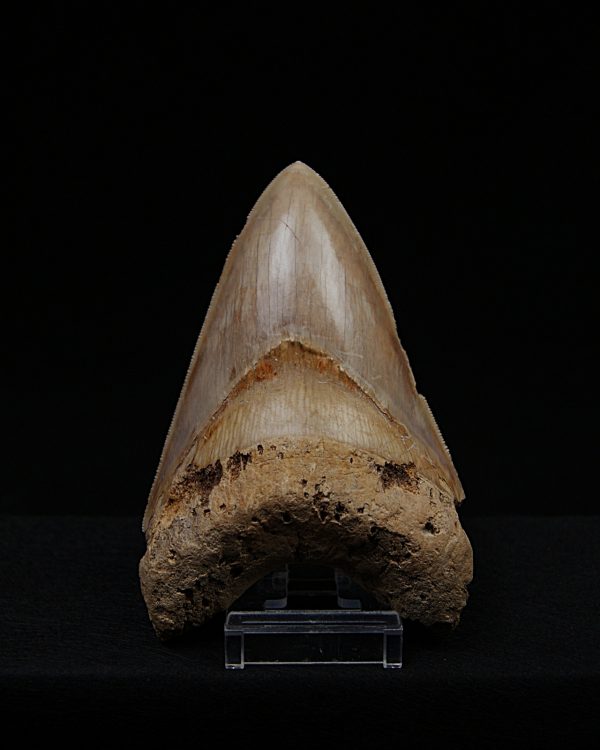 Fósil de Megalodon