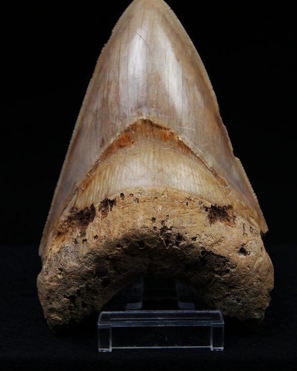 Fósil de Megalodon