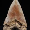Fósil de Megalodon