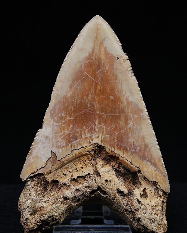 Fósil de Megalodon