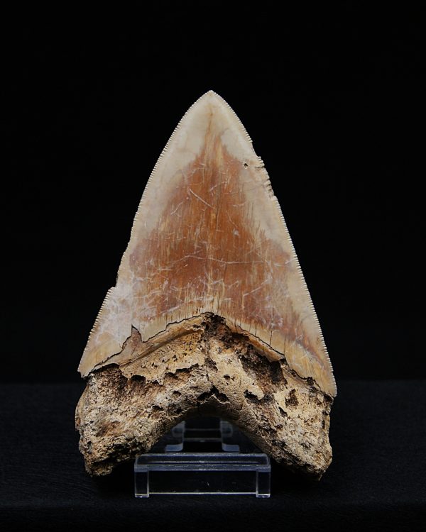 Fósil de Megalodon