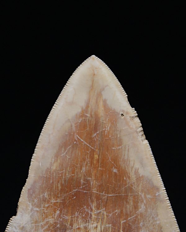 Fósil de Megalodon