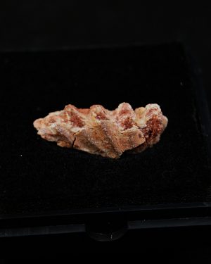 Ceratodus africanus