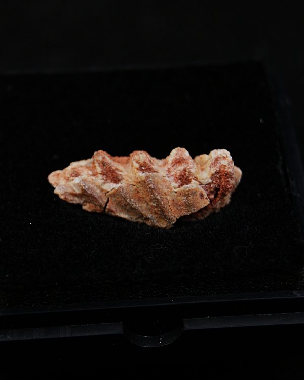 Ceratodus africanus