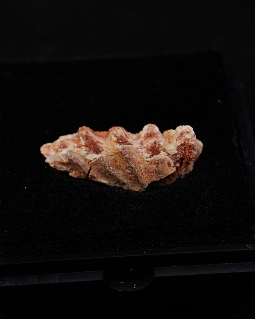 Ceratodus africanus