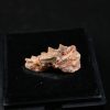 Ceratodus africanus