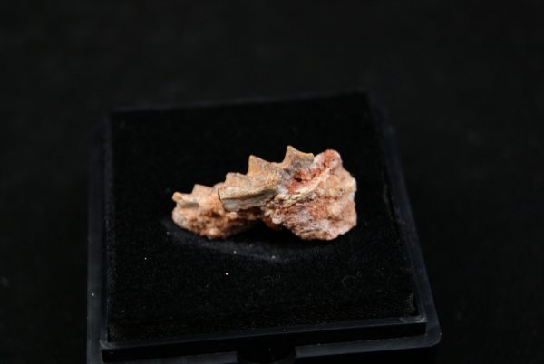 Ceratodus africanus