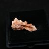 Ceratodus africanus