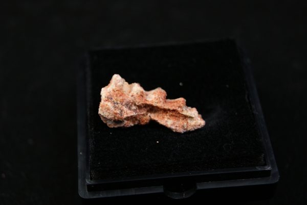 Ceratodus africanus