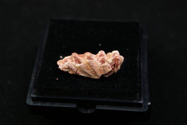 Ceratodus africanus