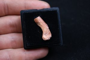 hueso fósil del Valle de Kem Kem