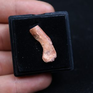 hueso fósil del Valle de Kem Kem