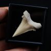 Paleocarcharodon