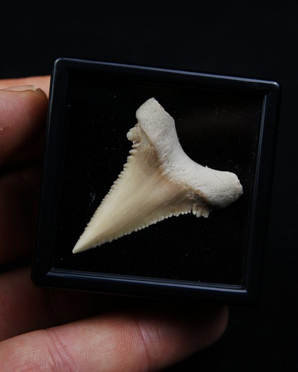 Paleocarcharodon
