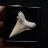 Paleocarcharodon