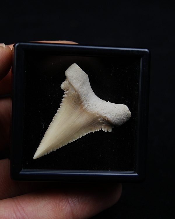 Paleocarcharodon