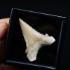 Paleocarcharodon