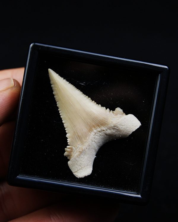 Paleocarcharodon