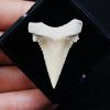 Paleocarcharodon