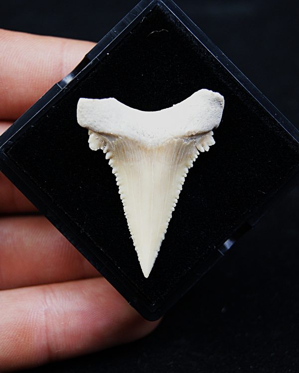 Paleocarcharodon