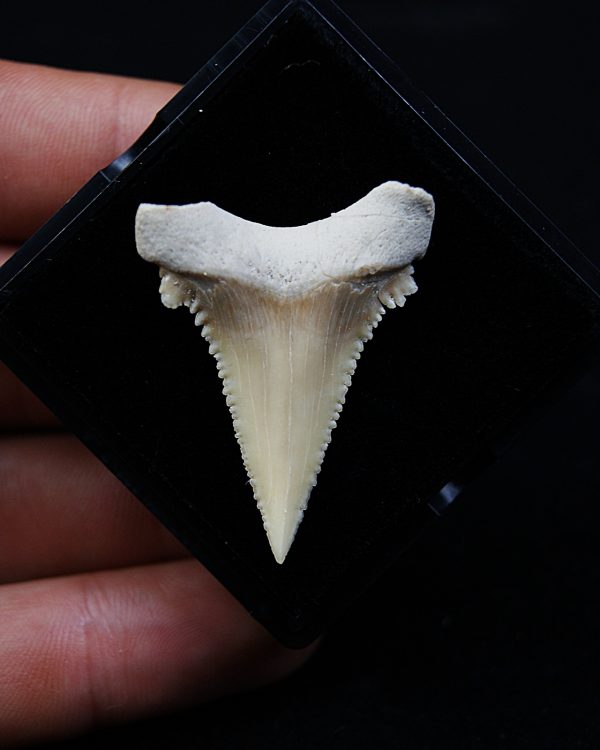 Paleocarcharodon