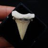 Paleocarcharodon