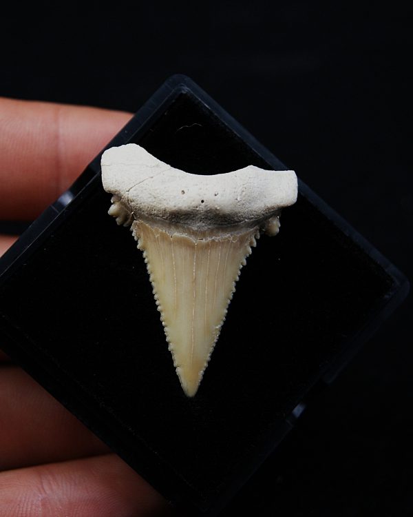 Paleocarcharodon