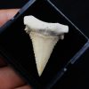 Paleocarcharodon