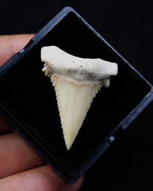 Paleocarcharodon