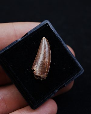 Deltadromeus agilis