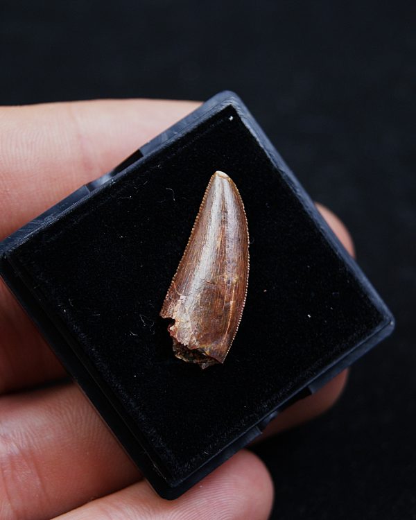 Deltadromeus agilis