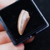 Deltadromeus agilis