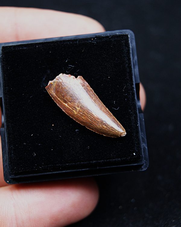 Deltadromeus agilis
