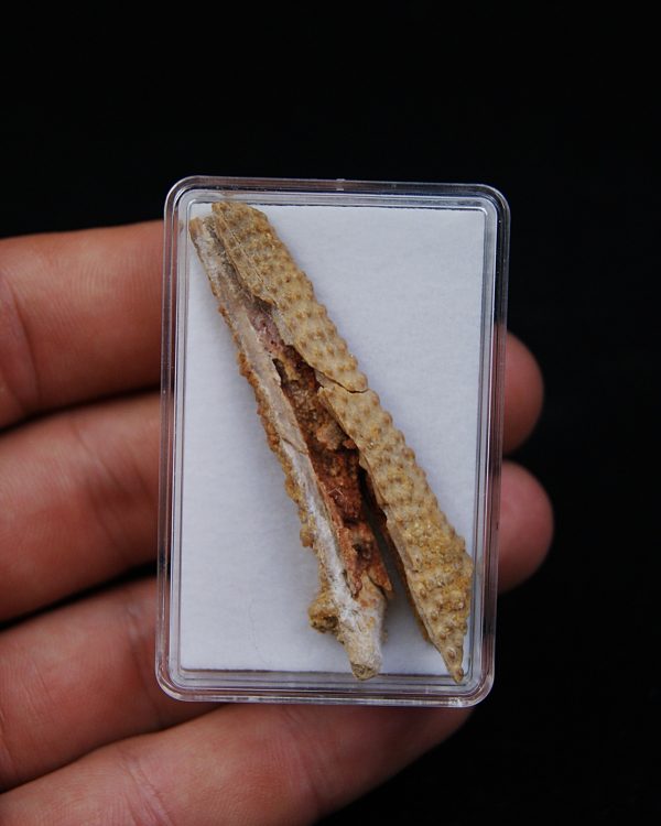 Aleta dorsal Hybodus