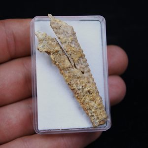 Aleta dorsal Hybodus