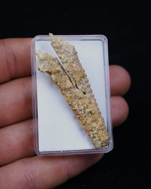 Aleta dorsal Hybodus