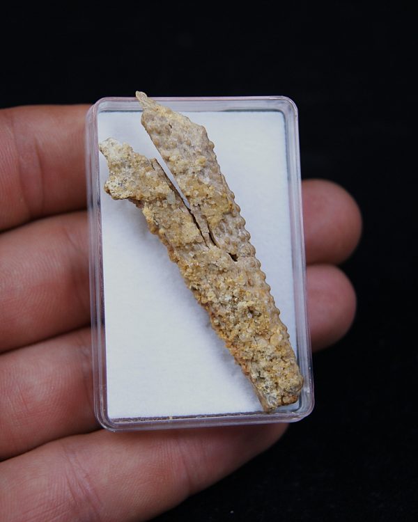 Aleta dorsal Hybodus