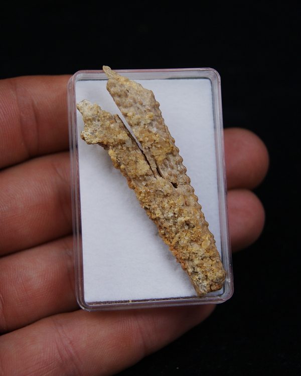 Aleta dorsal Hybodus