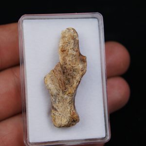 Hueso  Valle de Kem Kem