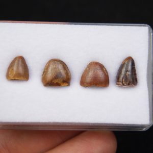 Hamadashuchus raro del Valle de Kem Kem