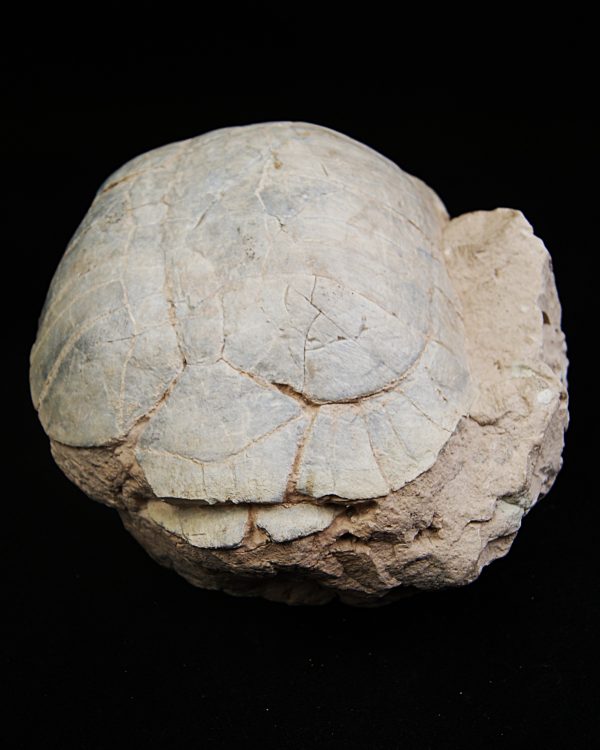 Caparazón de tortuga