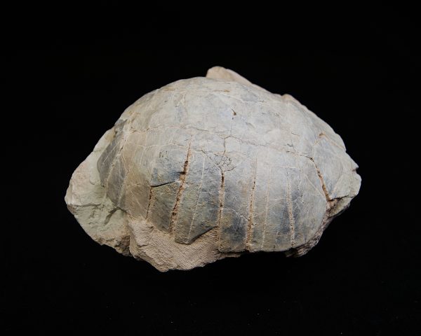 Caparazón de tortuga
