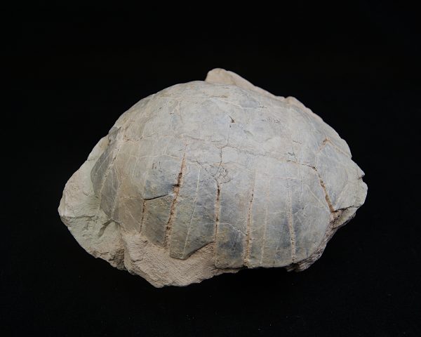 Caparazón de tortuga