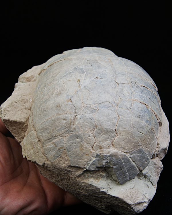 Caparazón de tortuga
