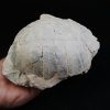 Caparazón de tortuga