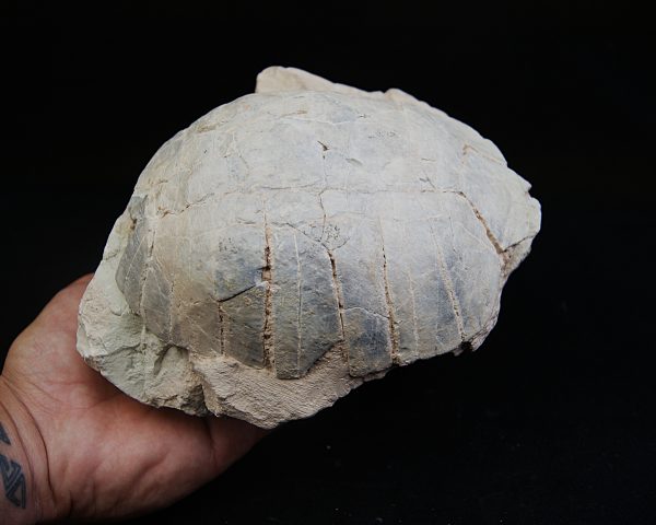 Caparazón de tortuga
