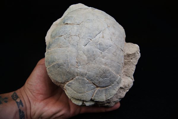 Caparazón de tortuga